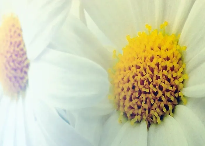 Strandbox - Mit Hund شقة